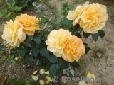 Bernstein-Rose Bernstein-Rose