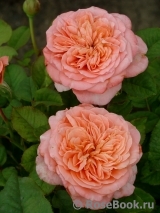 Apricot Sensation Apricot Sensation