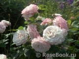 Kordes' Rosenfaszination ® Kordes' Rosenfaszination ®