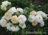 Lions Rose Lions Rose