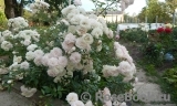 Eulalia Berridge Eulalia Berridge