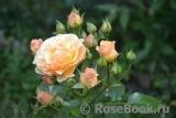 Rebecca Mary Rebecca Mary