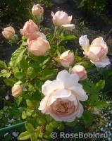 Crocus Rose® Crocus Rose®