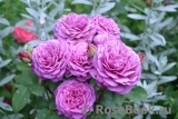 Heidi Klum Rose Heidi Klum Rose