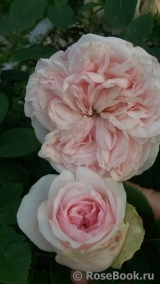 Claire Rose Claire Rose