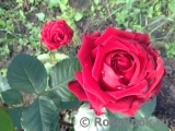 Red Naomi!® Red Naomi!®