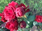Red Naomi!® Red Naomi!®