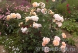 Sangerhauser Jubilaumsrose Sangerhauser Jubilaumsrose