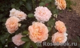 Sangerhauser Jubilaumsrose Sangerhauser Jubilaumsrose
