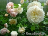 Crocus Rose® Crocus Rose®