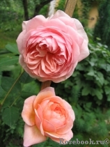 William Morris William Morris