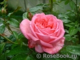 La Rose de Molinard ® La Rose de Molinard ®