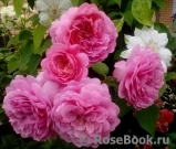 Princess Alexandra of Kent Princess Alexandra of Kent