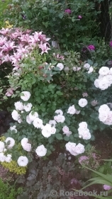Aspirin Rose Aspirin Rose