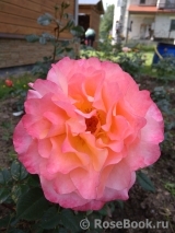 Augusta Luise Augusta Luise