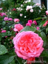 La Rose de Molinard ® La Rose de Molinard ®