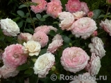 Kordes' Rosenfaszination ® Kordes' Rosenfaszination ®