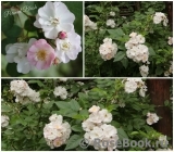 Perennial Blush Perennial Blush