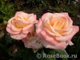 Bloom of Ruth Bloom of Ruth