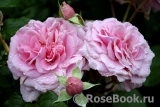 Perse Rose, The Perse Rose, The