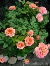Apricot Sensation Apricot Sensation
