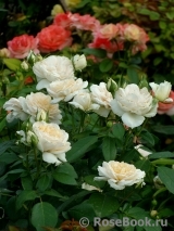 Lions Rose Lions Rose