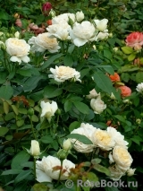 Lions Rose Lions Rose