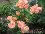 Briosa ® Briosa ®