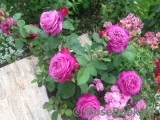 Heidi Klum Rose Heidi Klum Rose