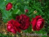 Highgrove Highgrove