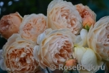 Crown Princess Margareta® Crown Princess Margareta®
