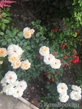 Lions Rose Lions Rose