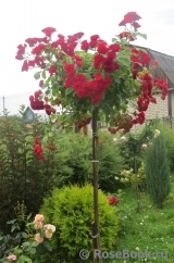 Scarlet Meillandecor Scarlet Meillandecor