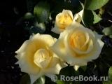 Wainwright Rose, The Wainwright Rose, The