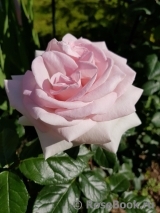 Prince Jardinier Prince Jardinier