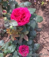 Rose des 4 Vents Rose des 4 Vents