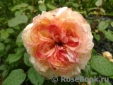 White Fox Rose White Fox Rose