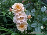 Julia's Rose Julia's Rose