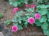 Heidi Klum Rose Heidi Klum Rose