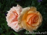 Fragrant Apricot Fragrant Apricot