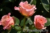 Miss Piggy+ Miss Piggy+
