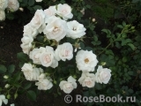 Aspirin Rose Aspirin Rose