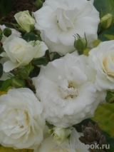 Midsummersnow ® Midsummersnow ®