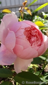The Alnwick Rose