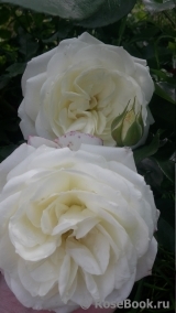Alabaster Alabaster