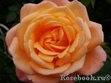Rosemary Harkness Rosemary Harkness