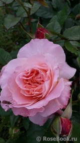 Augusta Luise Augusta Luise