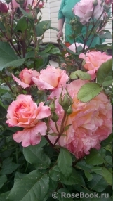 Augusta Luise Augusta Luise