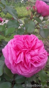 Baronesse Baronesse