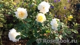 Crocus Rose® Crocus Rose®
